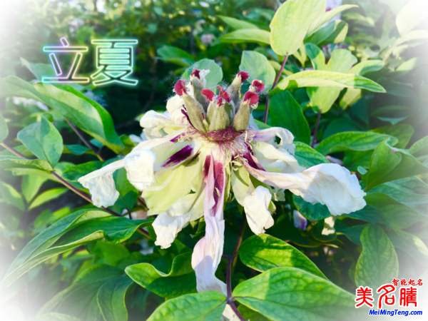 萬物生長的立夏節(jié)氣名字由來、夏季出生的寶寶起名參考